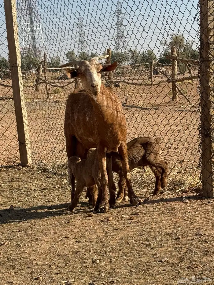 بيعت الله يبارك له عنز جنوبيه متوم 1