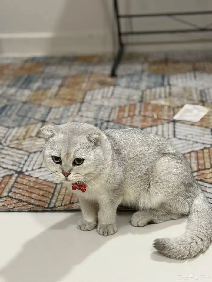 ذكر قط سكوتش اليف جدا 2