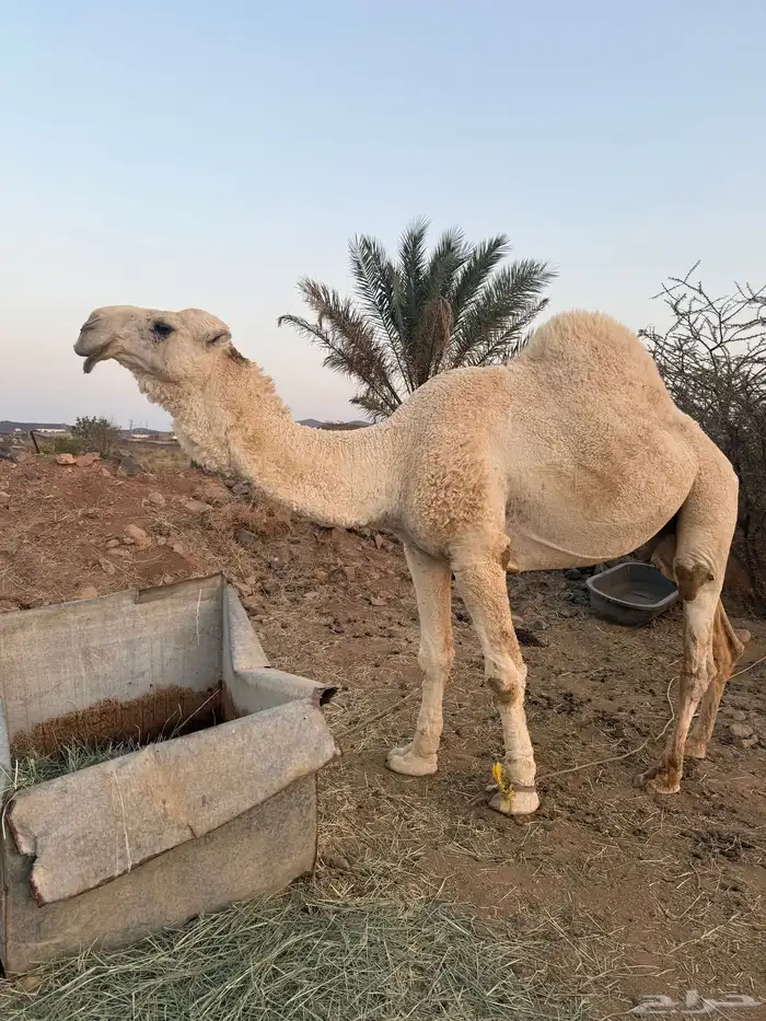 جمل للبيع 0