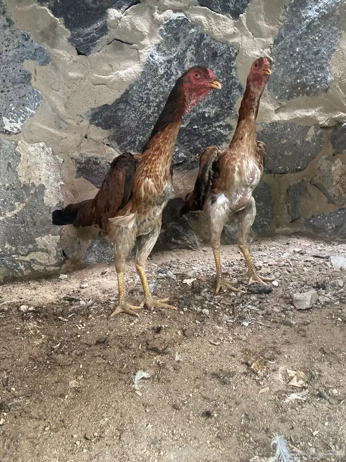 شامو ياباني 0