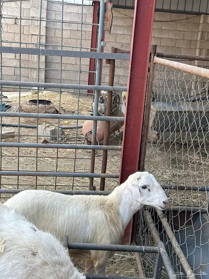 تم للبيع مشروع فحل رفيدي طريق الفطيحه 0