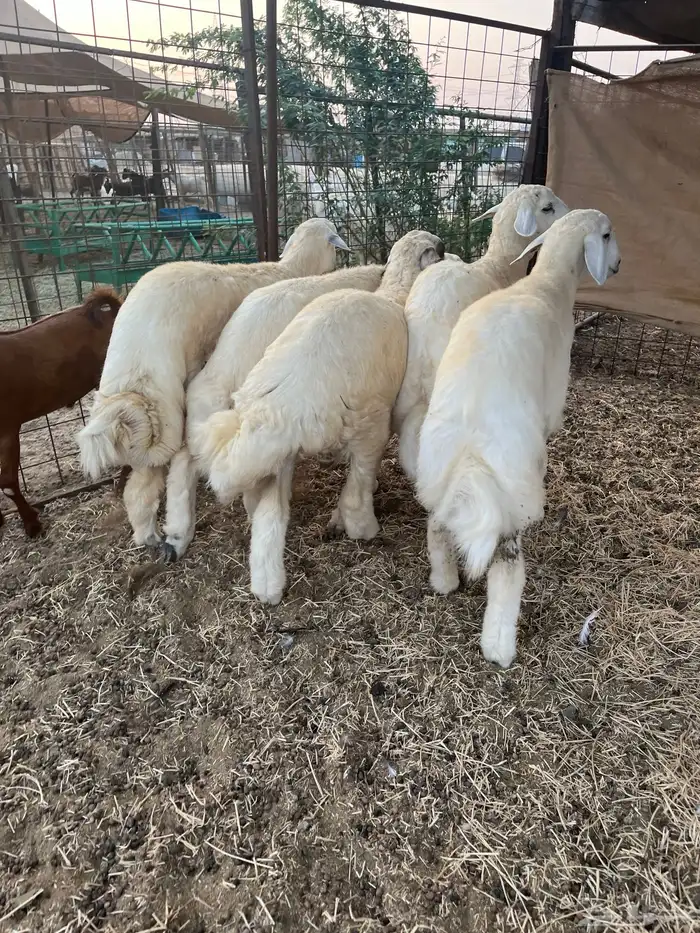 طليان حري فل شحم ولحم طائفي درجه أولى 3