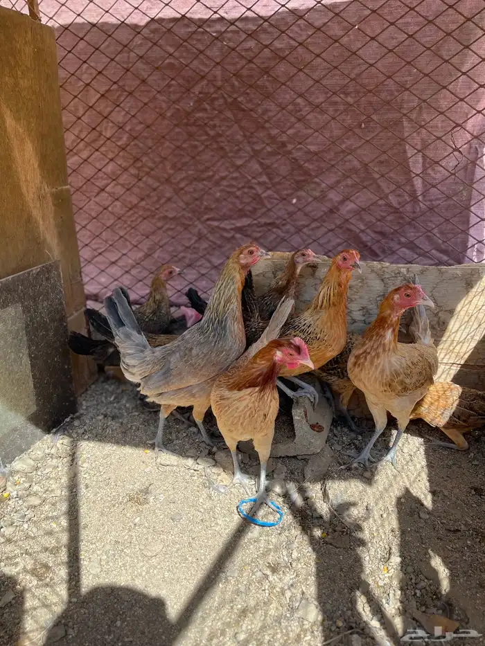 سلام عليكم اعرض لكم في دجاج 22