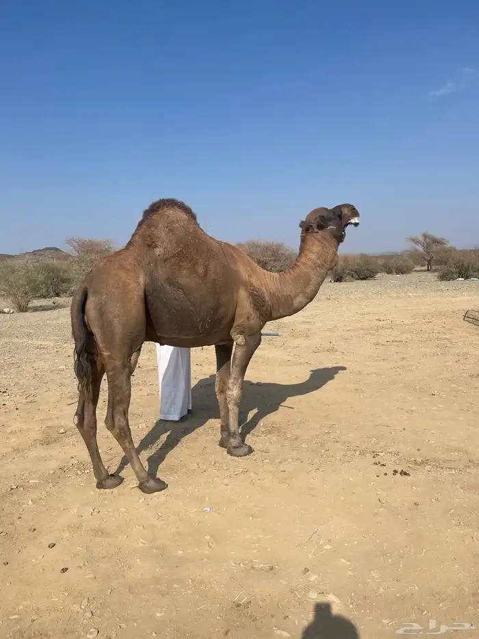جمل احمر ادهم مشروط 7