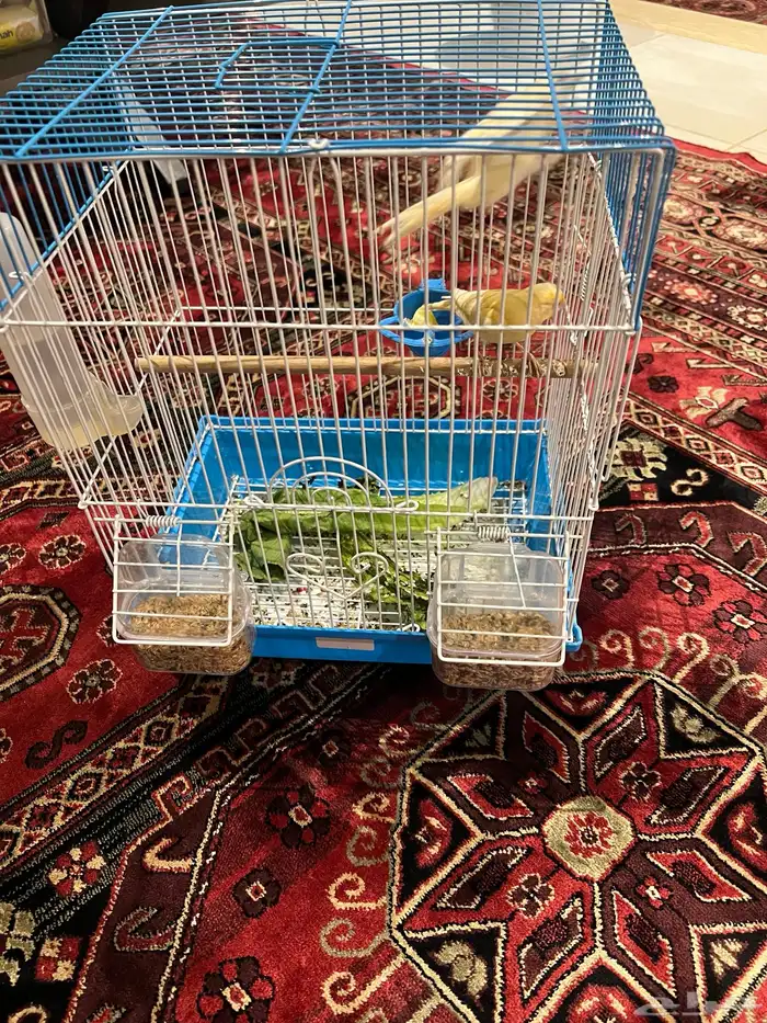 طيور كناري اعمارهن ثلاث شهور 1