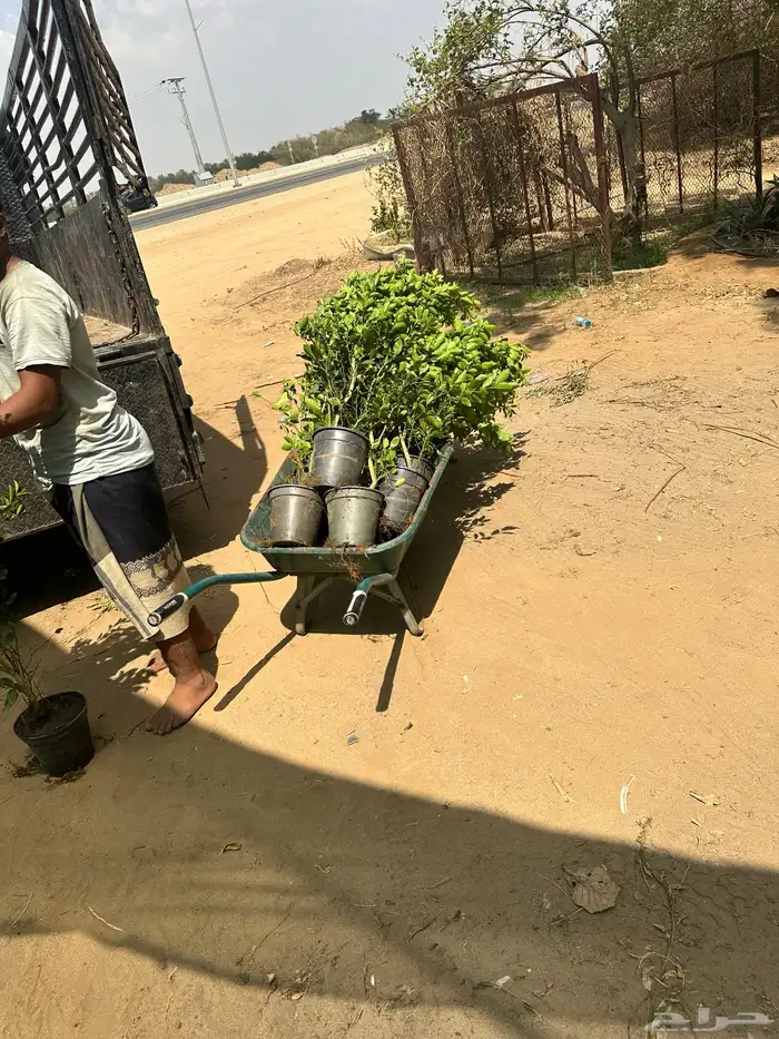 شتلات مانجو وتين رمان 2