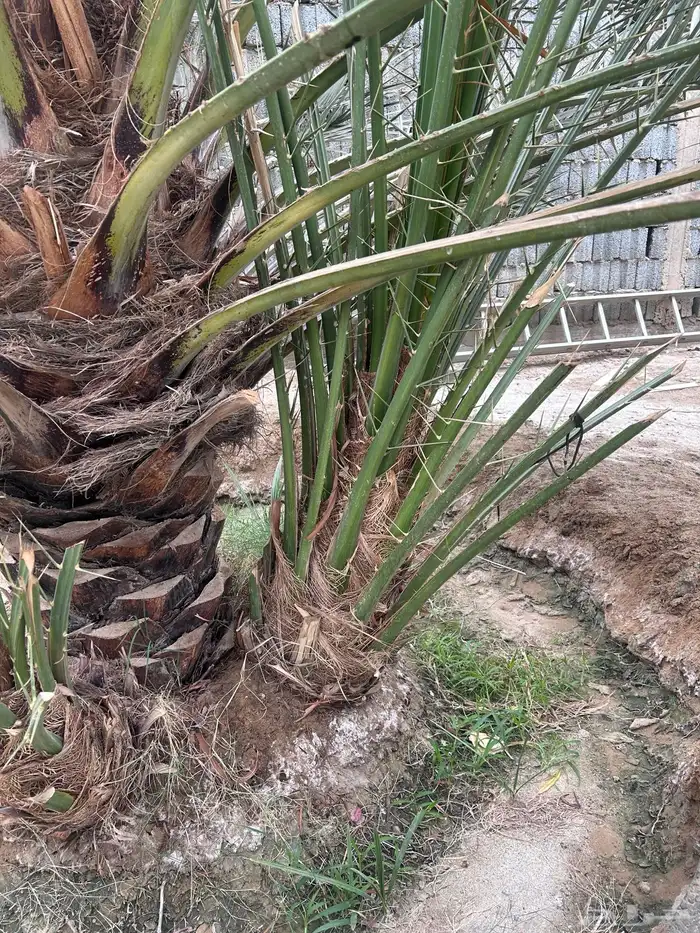 فسائل نخل برني بيشه 0