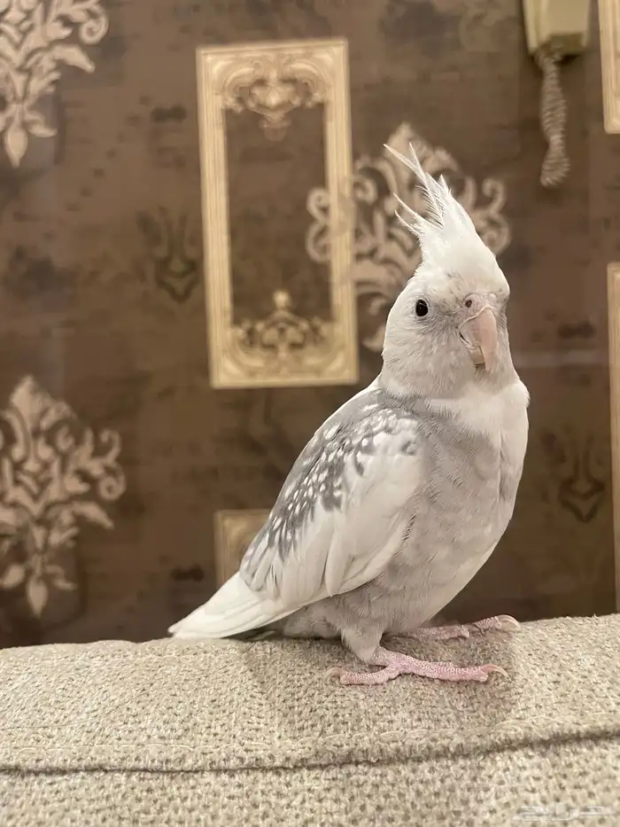 كروان ذكر أليف هدد 0