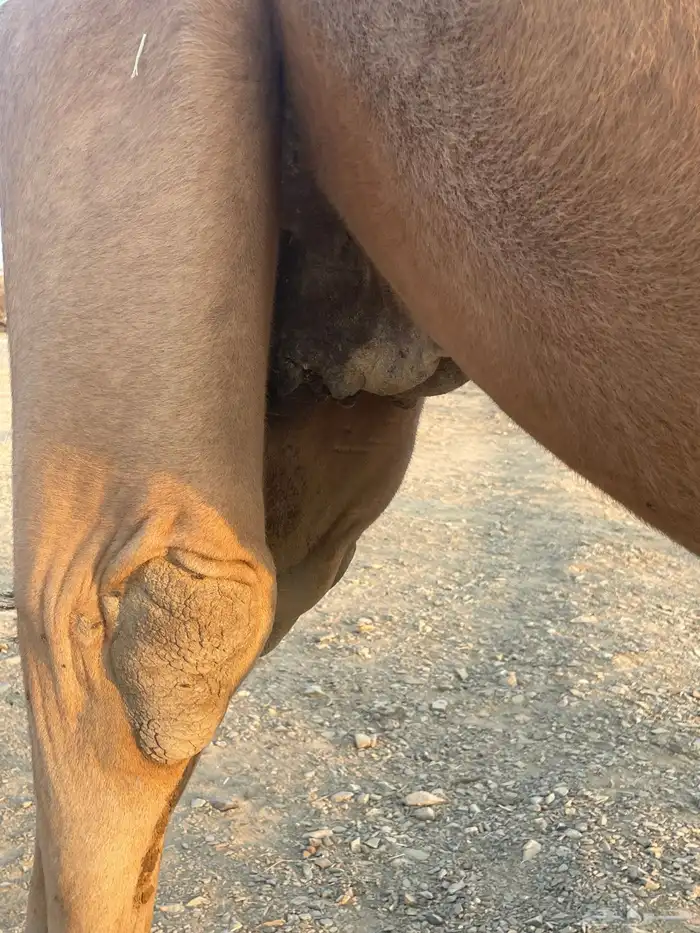 نياق حمر طيبات 6