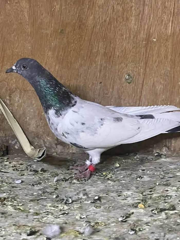 انثى بكستاني قولدن 0