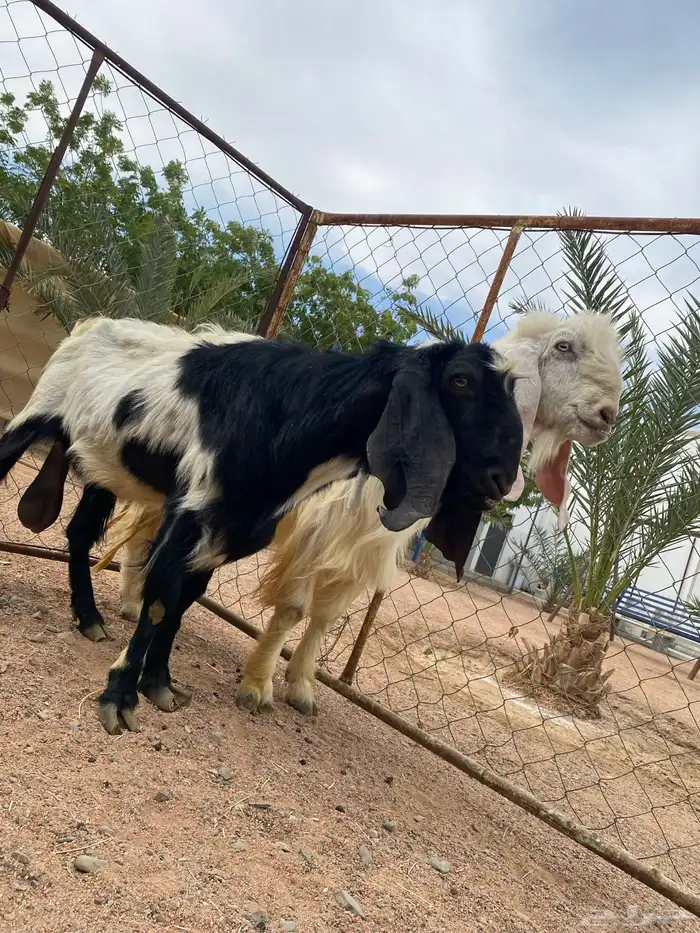 فحل هولندي 3