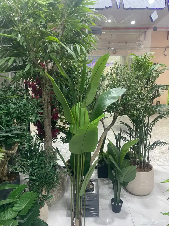 شجرة سنايع تنسيق أي مكان بالعالم الخارجي داخلي 1