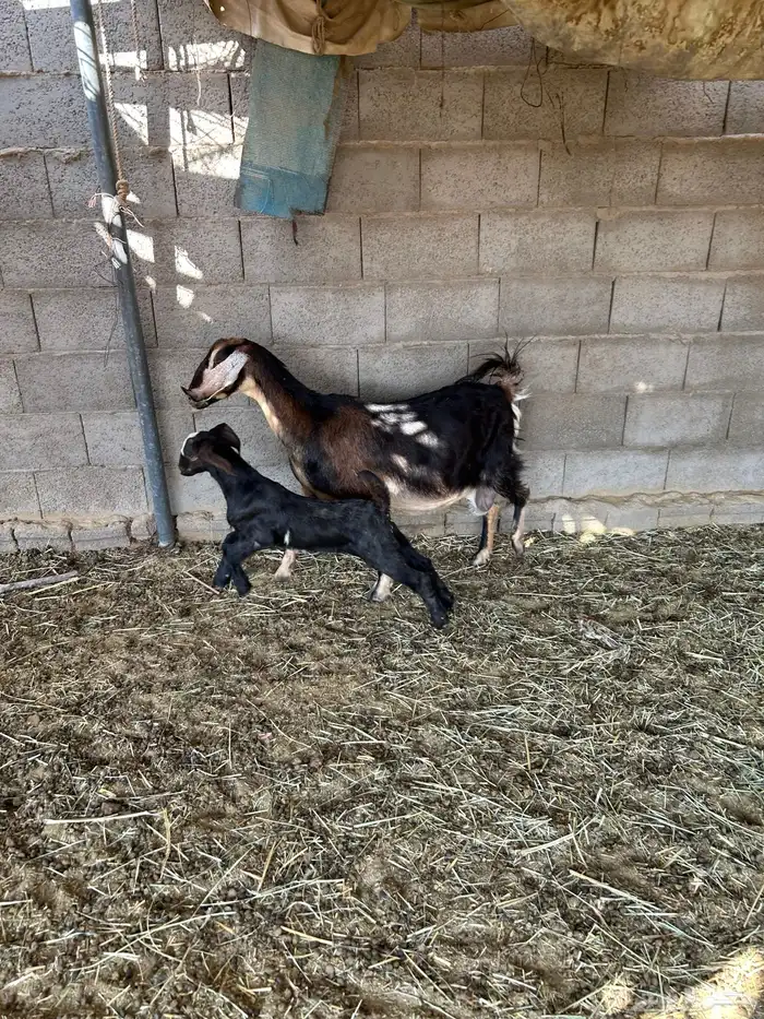 متبع عليها تيس 0