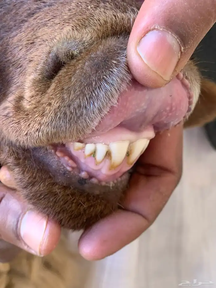 نعيميه ثنية معها خروف ورخل 0