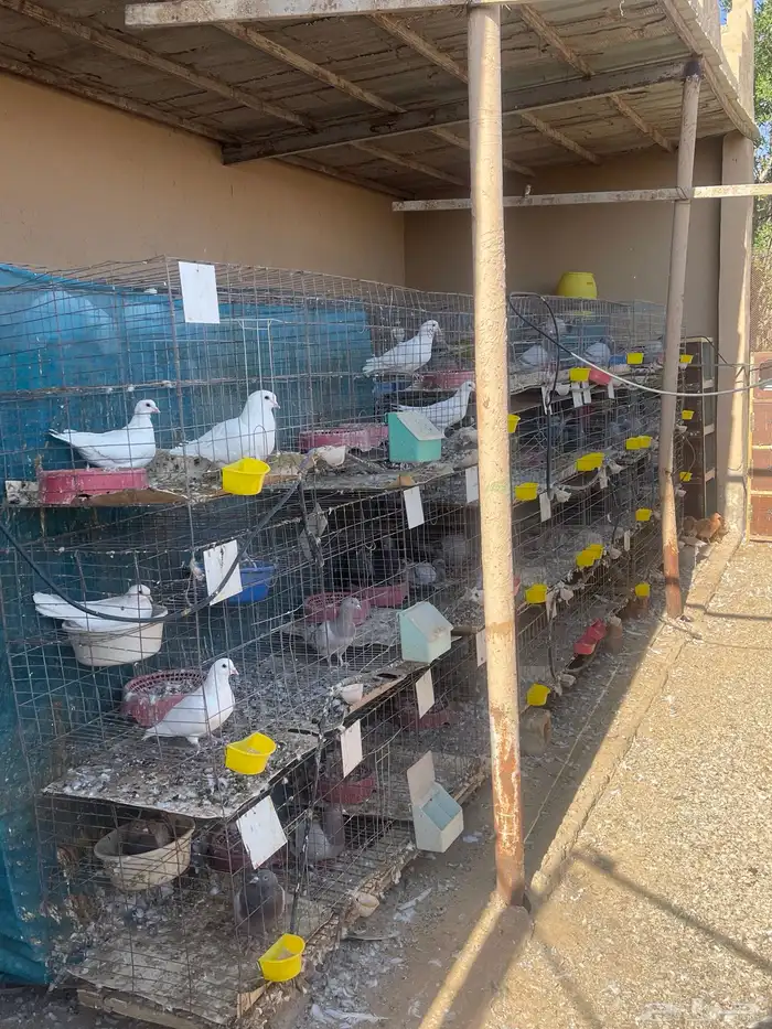 محاكر حمام 1