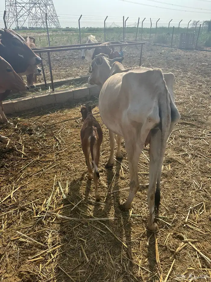 بقره منتوج 0