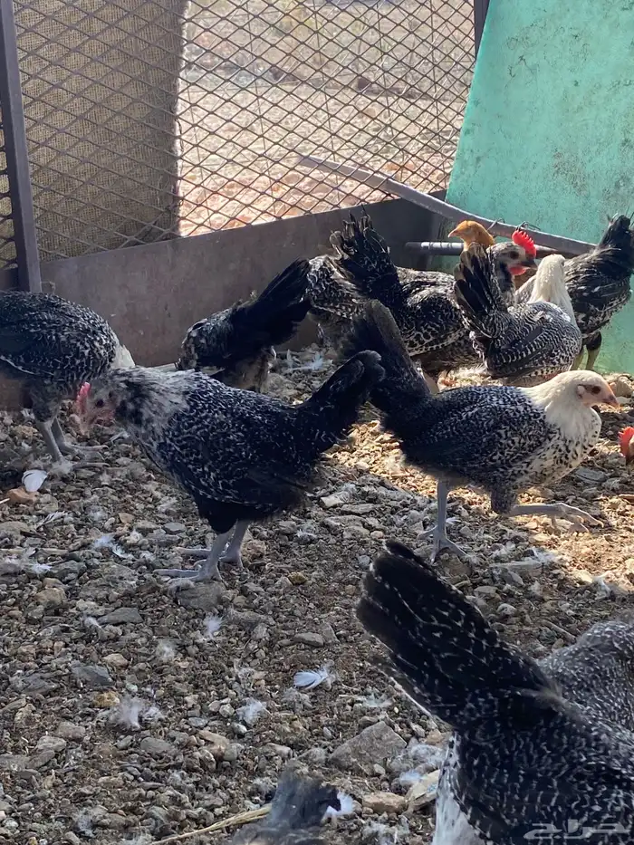 تم البيع الله يباركلك لرعيه 3