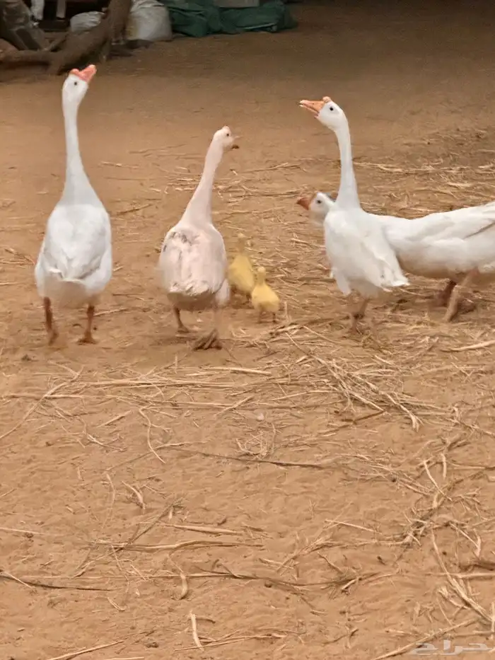 صوص وز روسي بلغاري 2