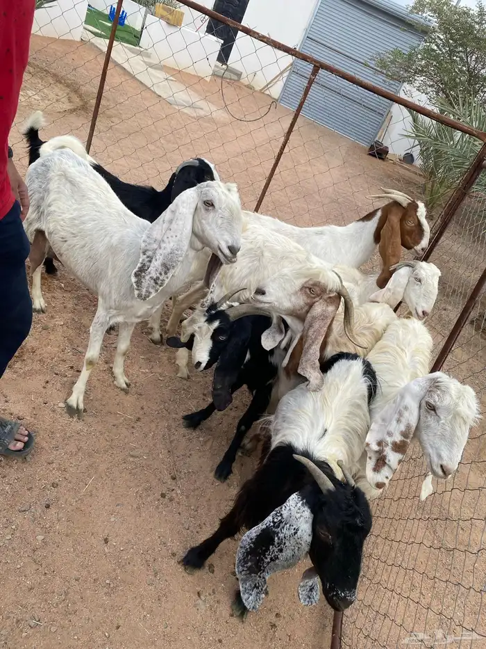 معزا هولنديات 3