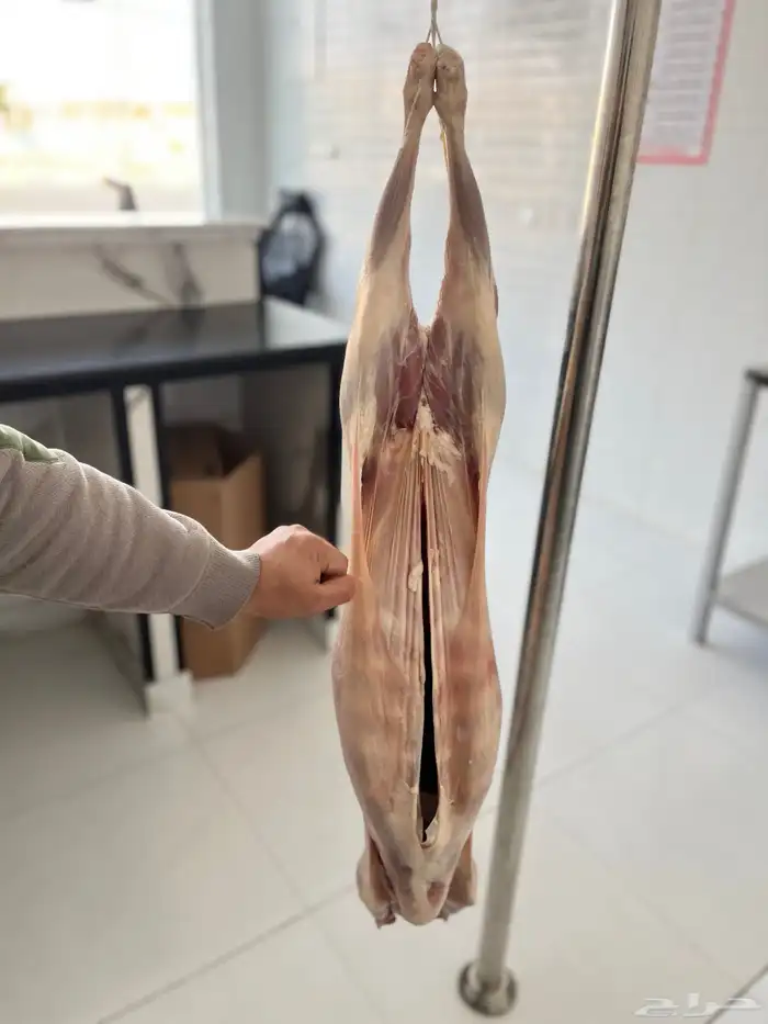 لحوم   طازجة بافضل الأسعار واعلي جودة مؤسسة الصالحة للحوم 16
