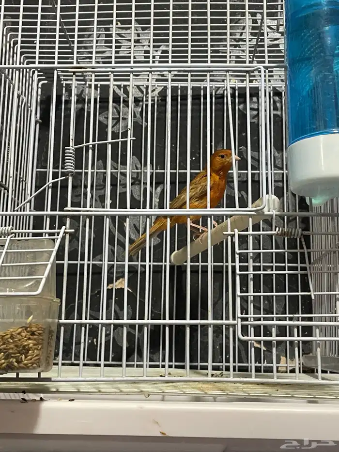 كناري مجموعه ذكور 4