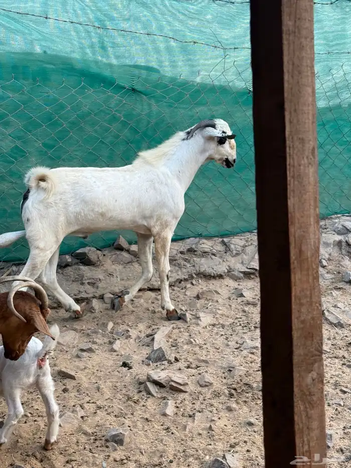 تيس بيشي فحل صنف الصنف 3