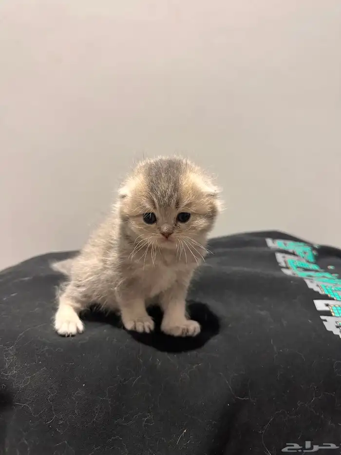 سكوتش فولد (مستوى جدا  قوي  ) 3