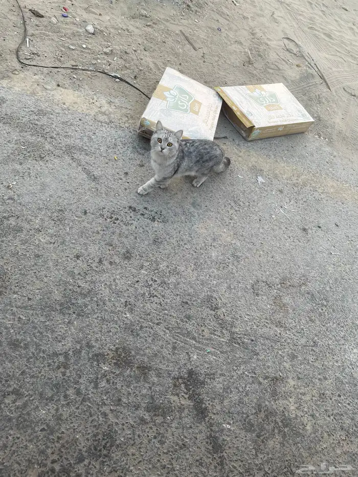 قط ضايع في طيبه 0