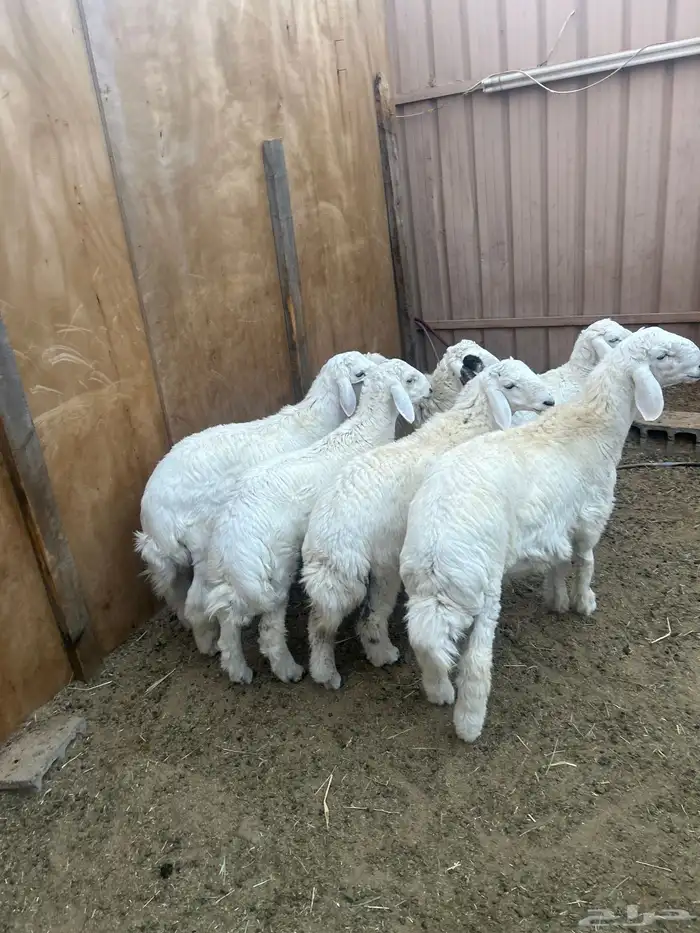 طليان ورخال ذبايح 1