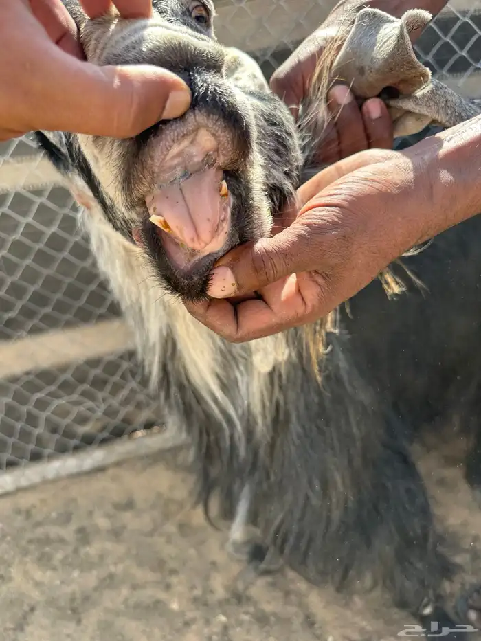 تيس شرط القريع 2