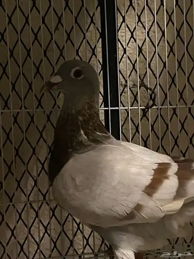 اعرض لكم حمام زاجل وفرنسي index