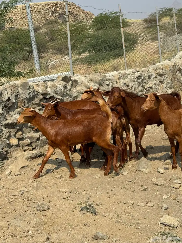 جفار او عنقان معزا دهم عدد 12( تم البيع) 3