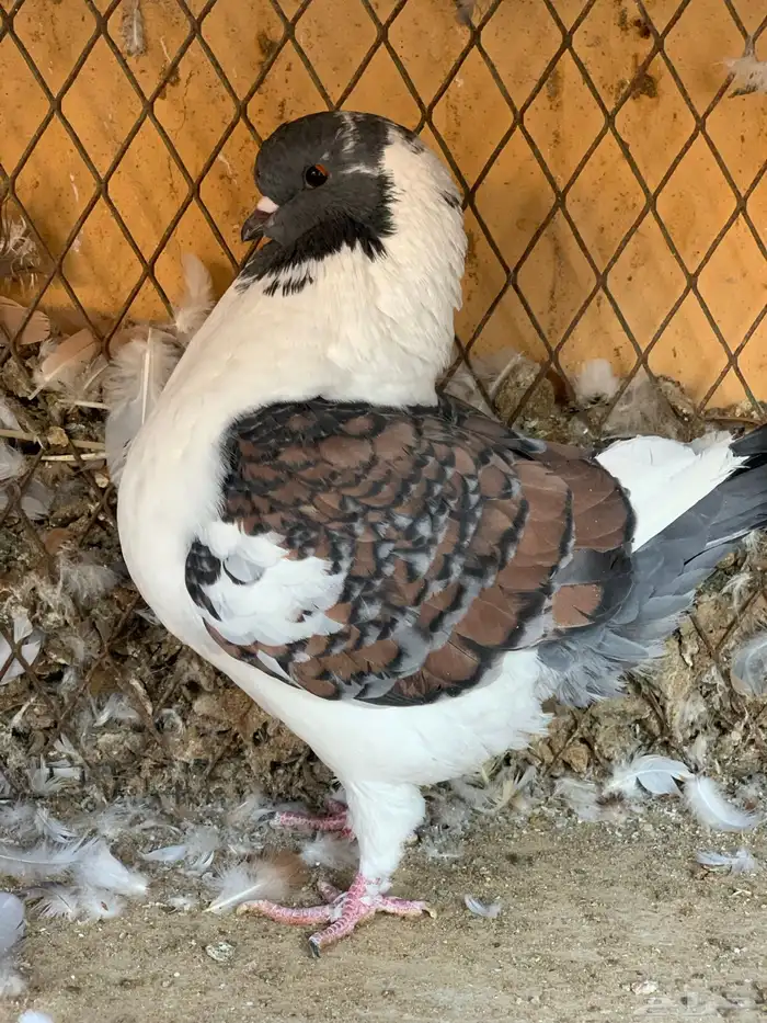 كنق باقي له ريشتين 5