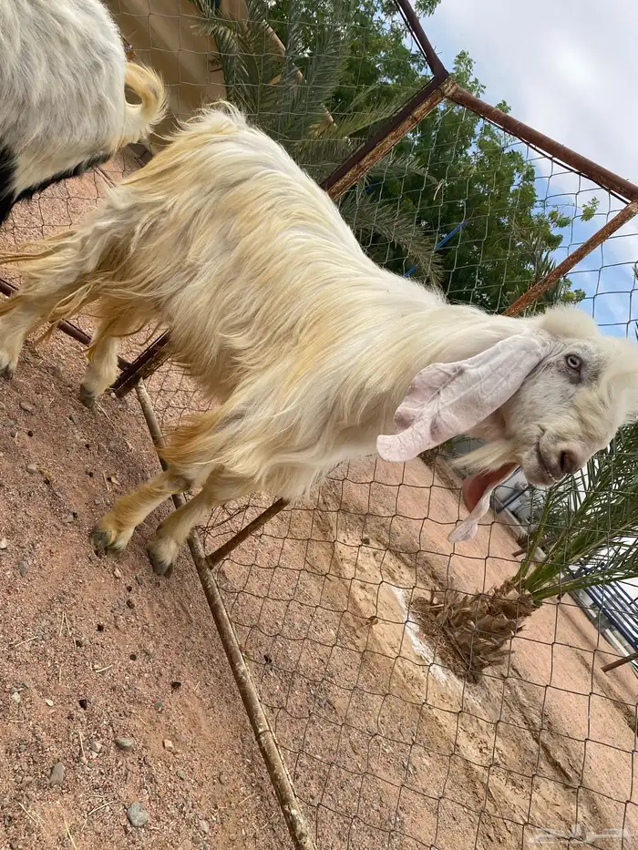 فحل هولندي 1