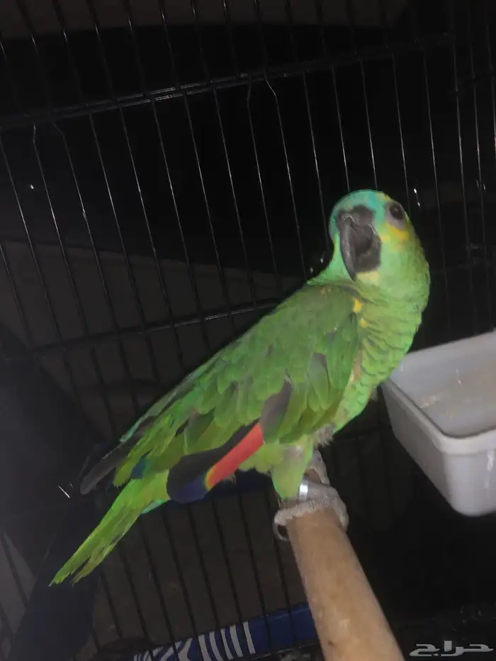 ببغاء بلو فرنتد 0