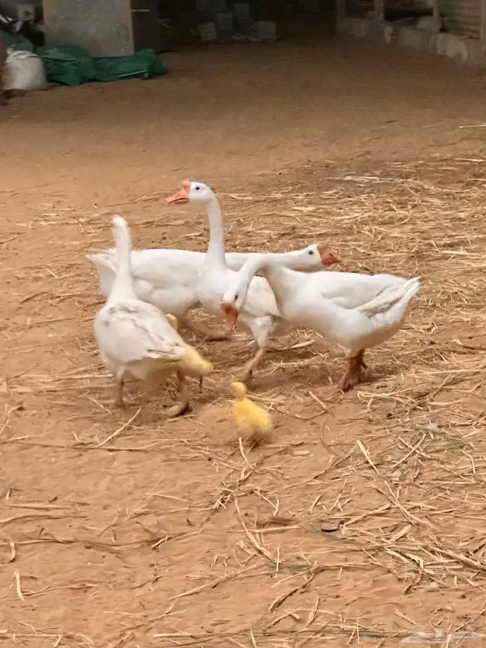 صوص وز روسي بلغاري 9