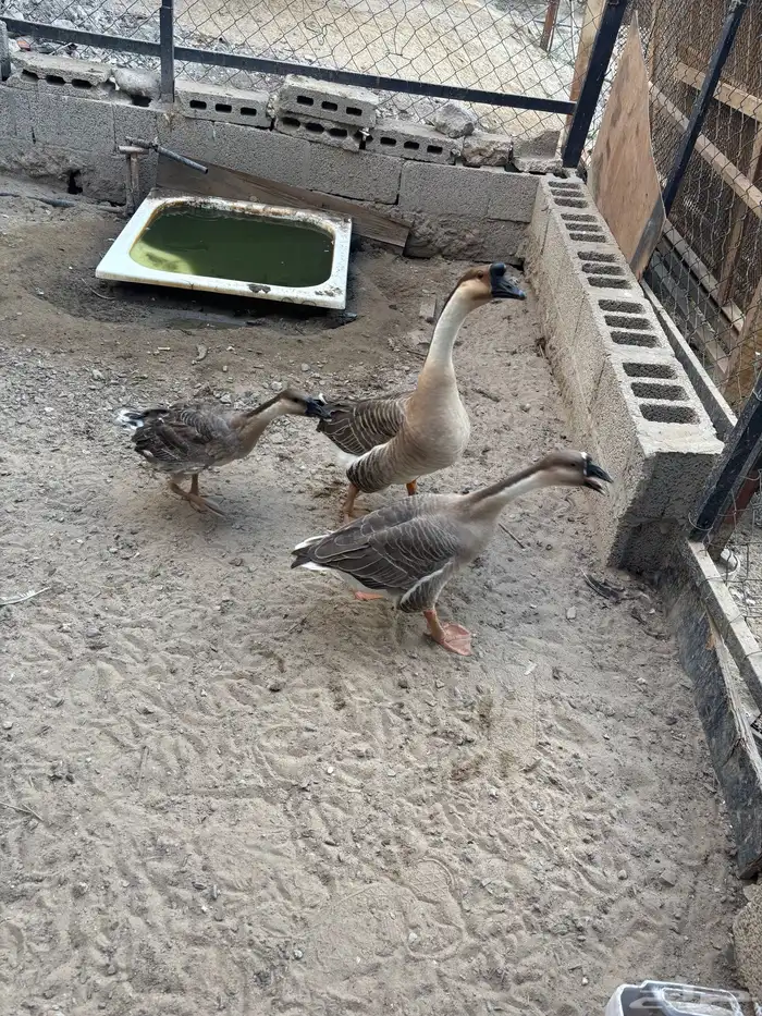 جوز اوز عراقي مع الفرخ للبيع 2