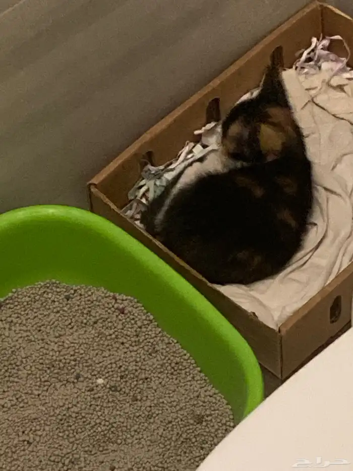 قط بلدي صغير للتبني 0