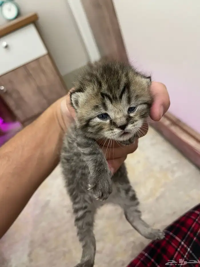 الرياض حي المونسية 2