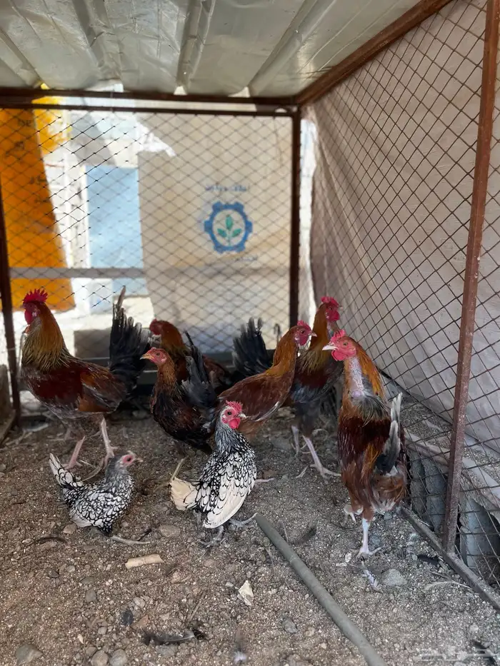 سلام عليكم اعرض لكم في دجاج 14