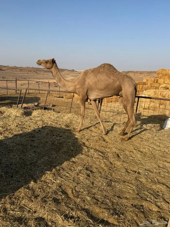 للبيع مهجنه مسحوبه بنتها 0