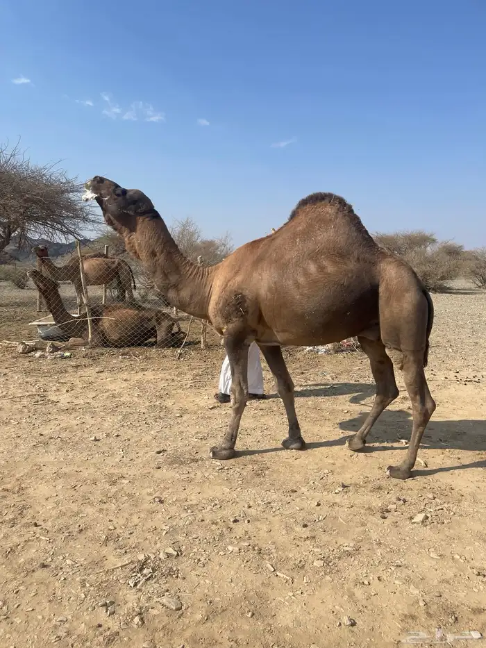 جمل احمر ادهم مشروط 0