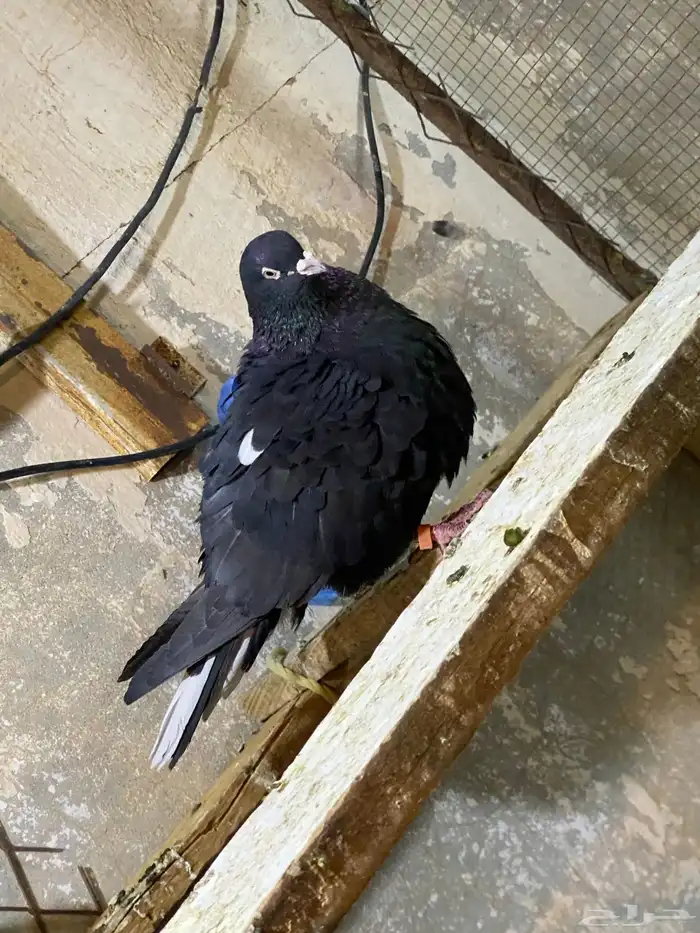 حمام قطايف 5