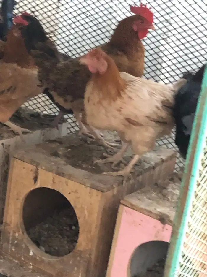 دجاج بلدي تم البيع 2