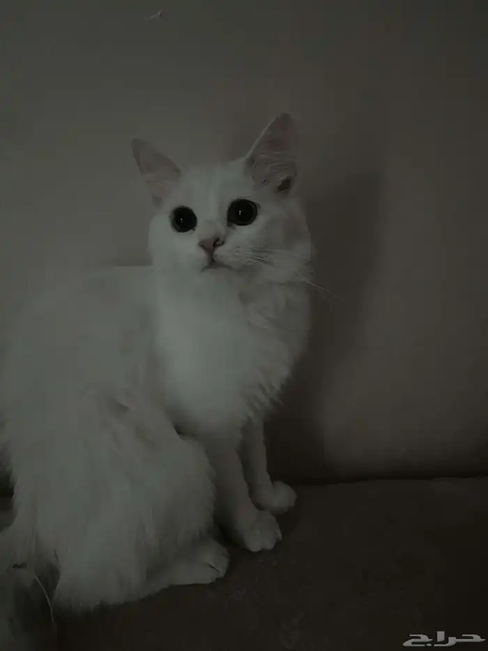 قطه شيرازي 1