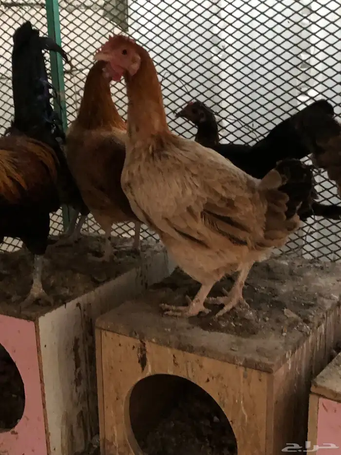 دجاج بلدي تم البيع 0