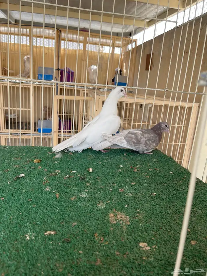 جوز صنعاوي منتج 0