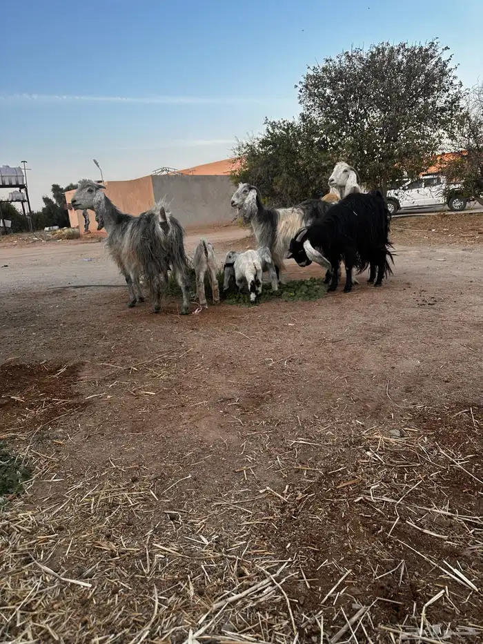 معزاء مراح للبيع 4