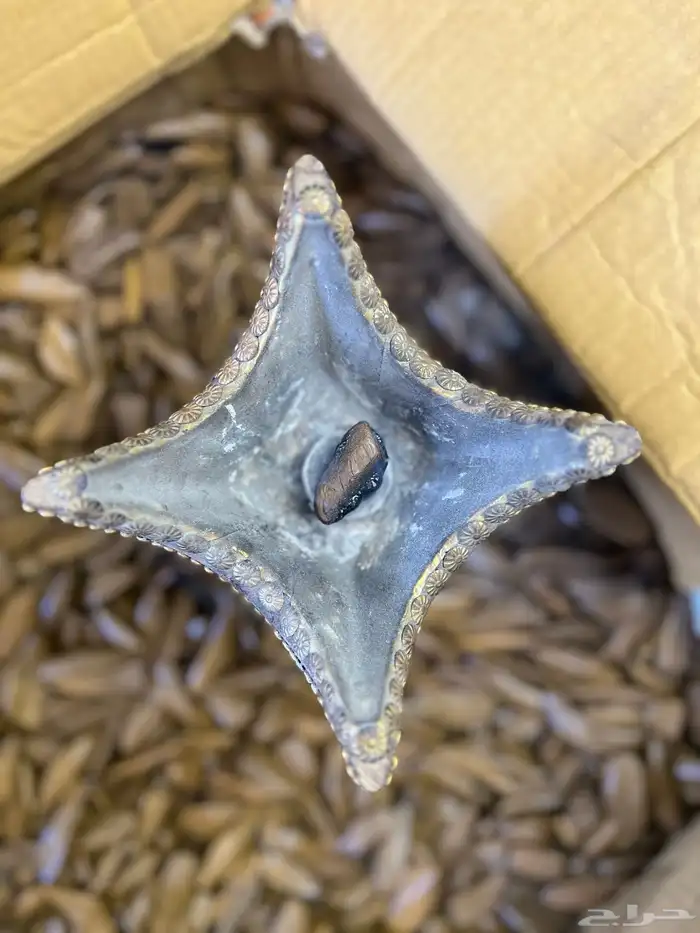 عود مروكي للمناسبات 2