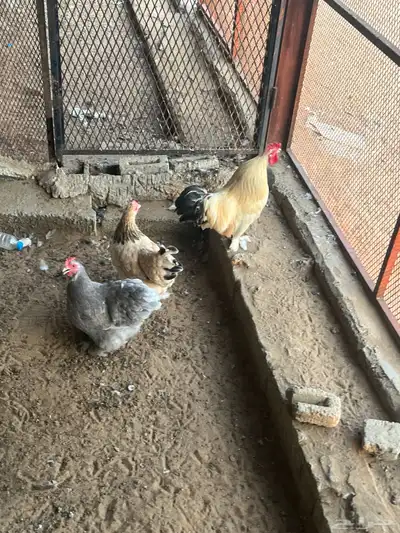 دجاج كوشن index